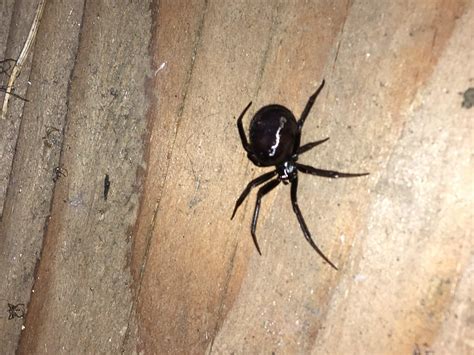 Unidentified Spider In Tualatin Oregon United States