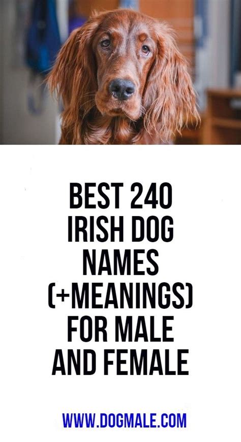 These baby name lists are organised alphabetically. Best 240 Irish Dog Names (+Meanings) for Male and Female ...