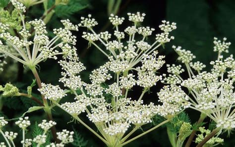 Umbellifers The Best Alternatives To Cow Parsley Cow Parsley Plants