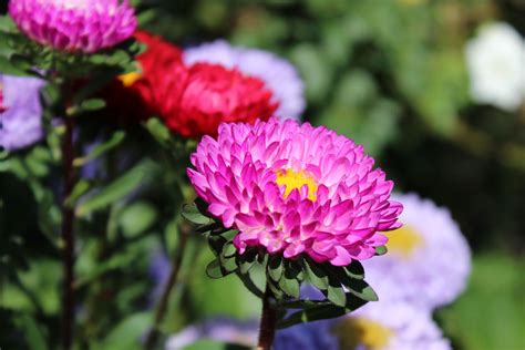 After another two days, these new plants should yield some pink moonflowers, as long as players once again use bounty fertilizer. Pink Flower-Shallow Depth of Field | Flowers, Flowers ...