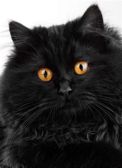The nose is snubbed, and therefore not very prominent. 30 Very Beautiful Black Persian Cat Images and Pictures