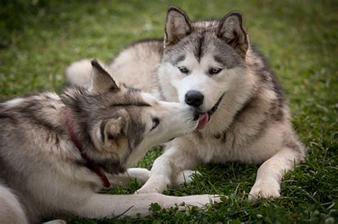 Alaskan Malamutes Licking Each Others Faces Stock Photo Download