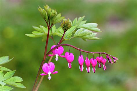 Maybe you would like to learn more about one of these? Bleeding Heart Flower In The Garden Photograph by Ken Wolter