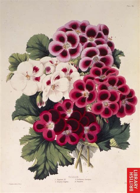 Martha Washington Geraniums Absolutely Breathtaking Botanical