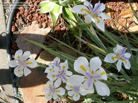 Plantfiles Pictures Dietes Variegated Cape Iris Striped Fortnight