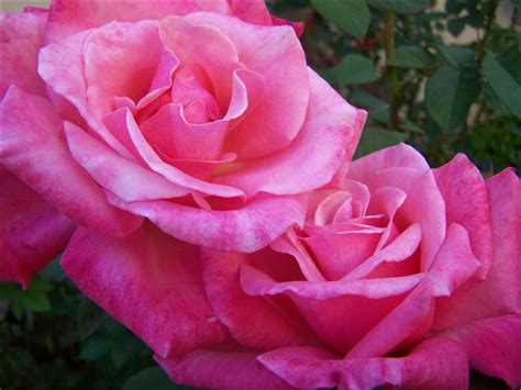 Pictures World Most Amazing Roses