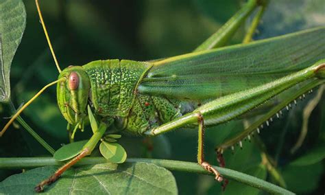 What The Grasshopper Symbolizes Spiritual Meaning In Dreams And More Om Your Energy