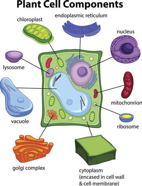 Plant Cell Diagram Easy To Draw Simple Functions And Diagram