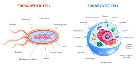 Difference Between Prokaryotic And Eukaryotic Cells