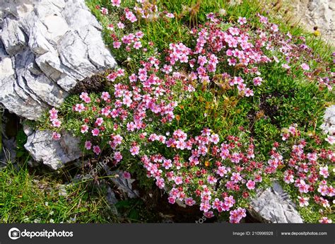 Pink Alpine Cinquefoil Wildflowers Dolomites Alps Italy — Stock Photo