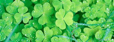 Check spelling or type a new query. St. Patrick's Day Clovers - Free Facebook Covers, Facebook ...