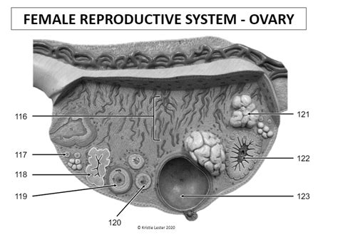 FEMALE REPRODUCTIVE SYSTEM OVARY B Diagram Quizlet