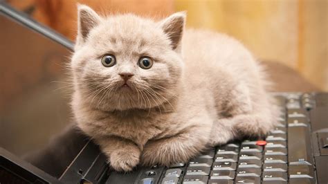 It happens when your cat miraculously hits the ctr, alt (option) and one of the arrow keys all at the same time. Why Cats Love Sitting on Keyboards