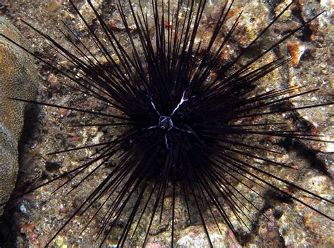 Savignyis Longspine Urchin Diadema Savignyi Sea Urchins