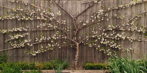 Golden Transparent Gage Espalier Fruit Trees Apple Tree Gardening