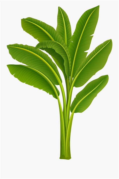 Banana Tree Clipart Free 10 Free Cliparts Download Images On