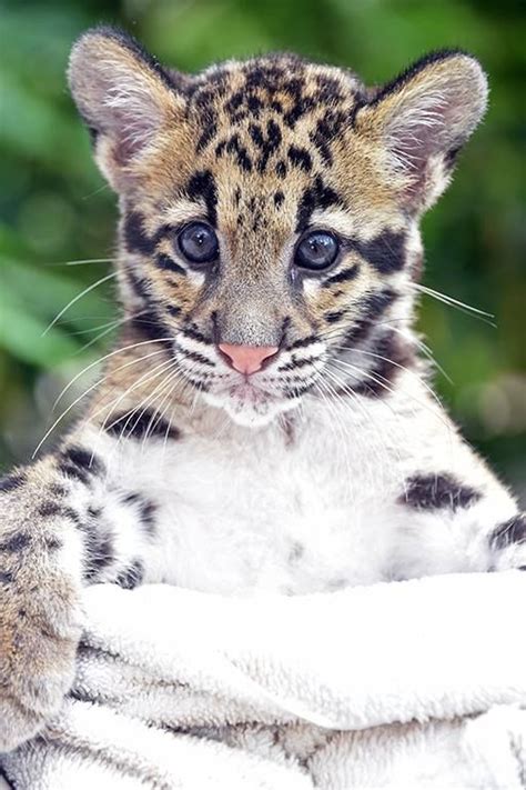 Update Zoo Miamis Clouded Leopard Cubs Cute Wild Animals Cute