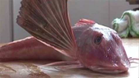 Strange Fish With Wings And Legs Cnn Video