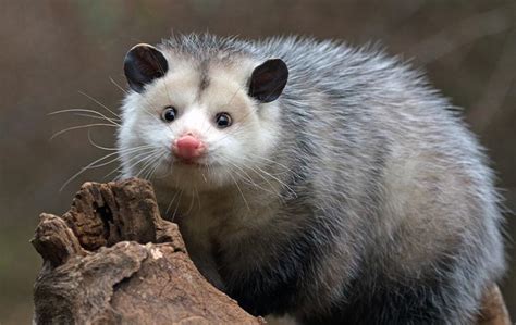 Opossum Exclusion And Removal Services In San Francisco Bay Area