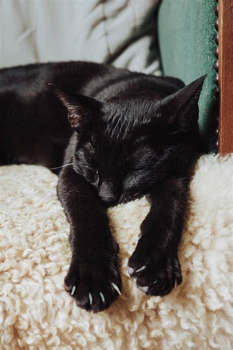 Black Cat Sleeping