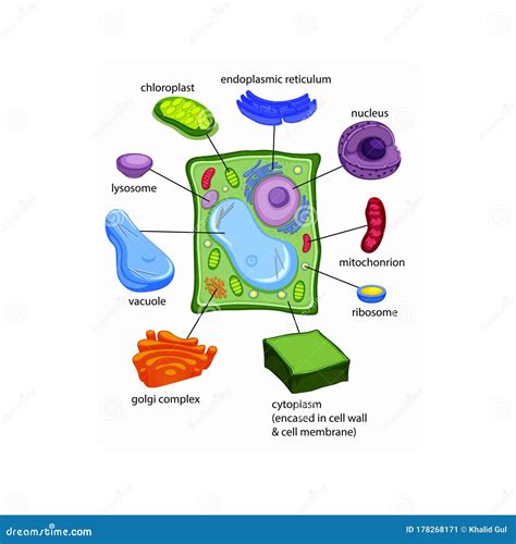 Labelled Diagrams Of Typical Plant Cells With Editable Layers Stock