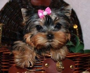 Experience the one bark difference and #sharethepuppylove learn more beautiful puppies sourced from qualified breeders we aim to it's so rare today to get an honest opinion. Pin on yorkie puppie