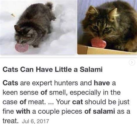It only costs a dollar, so you probably bought it at least a touch of cornstarch can help thicken sauces, soups and stews. Funny 'Cats Can Have a Little Salami' Memes PURRRfect for ...