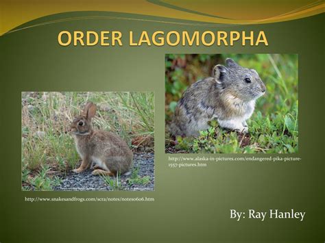 Ppt Order Lagomorpha Powerpoint Presentation Free Download Id2993280