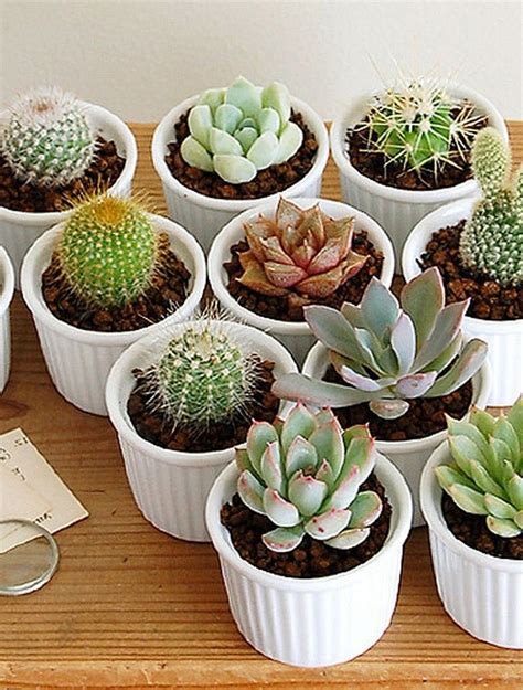 60 Very Good Diy Small Cactus Succulent Decoration Ideas Diycrafts