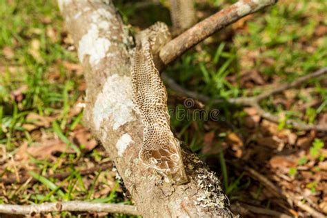 Shed Snake Skin Found In Nature Stock Image Image Of Close Animal