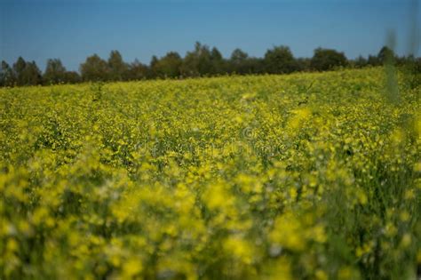 Field With Yellow Flowers On The Background Of The Forest Stock Image