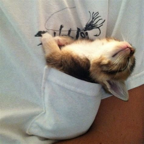 47 Adorable Cats Sleeping In Awkward Positions