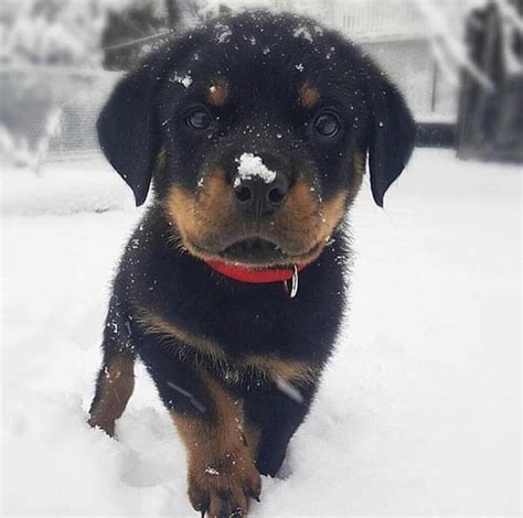 Welcome to taylor's rottweiler puppies. Pin by itsnotmolditsfluff on Rottweilers | Rottweiler puppies, Puppies, Rottweiler
