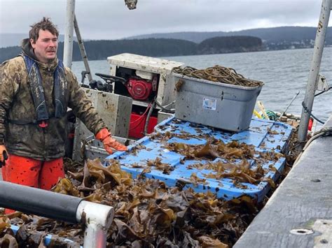 Alaskas Biggest Ever Commercial Seaweed Harvest Is Happening Right Now