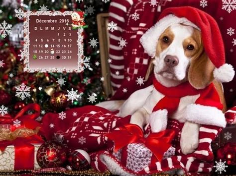 Pin By Nikey Mattson On Noel Christmas Puppy Christmas Dog Pet Holiday