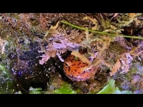 Northern Red Salamander Youtube
