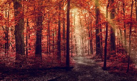 Фото Осень тропы Природа лес Деревья