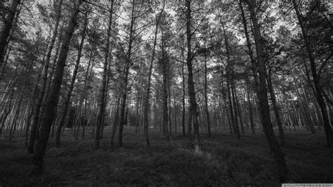 Home > black and white wallpapers > page 1. Forest Black and White Ultra HD Desktop Background ...
