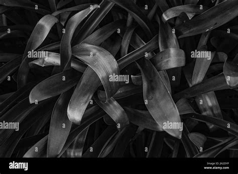 Plant Leaves Stems Abstract Stock Photo Alamy