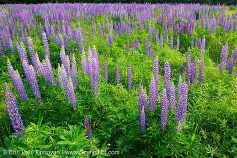 New Hampshire Wildflowers Scenery Lupine In Sugar Hill New
