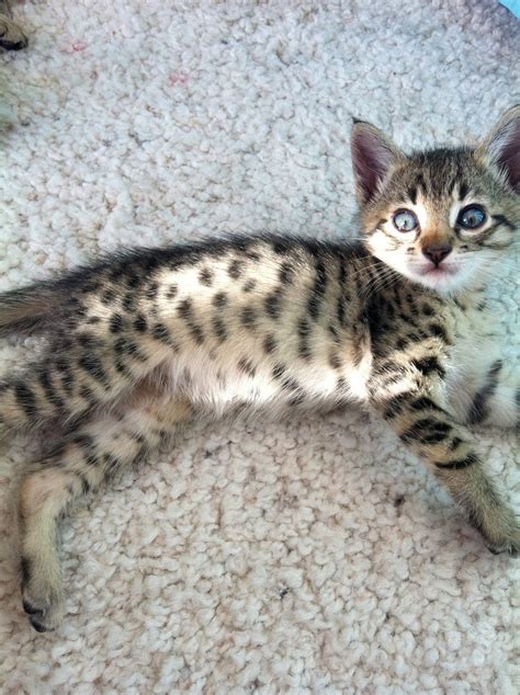 What makes a savannah cat different from a serval? Pin on My Savannah cats