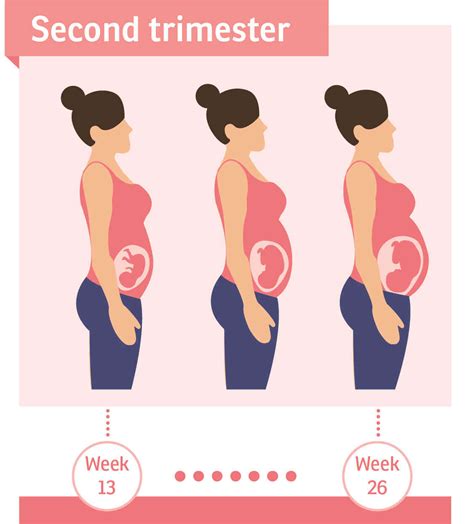 Exercise In Pregnancy Second Trimester How To Do And Safety Tips