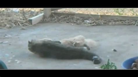 Extreme Cat Fight Amazing Cat Fights Youtube