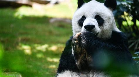 An An Worlds Oldest Male Panda In Captivity Dies At 35