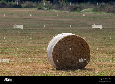 Dry Grass Bale Hay On The Grassy Cultivated Field In The Rural Area