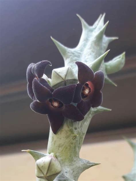 Orbea Decaisneana 😍😍😍😍 Suculentas Flor De Cactus Plantas