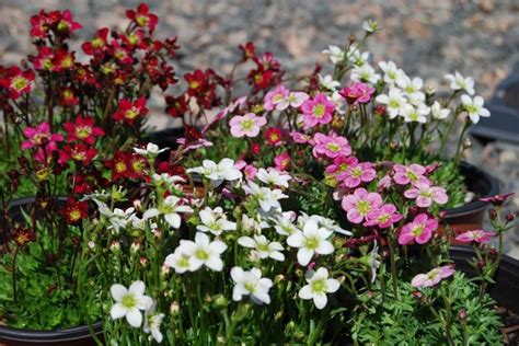 Saxifraga Your Rock Garden Needs This Spreading Perennial Which Blooms