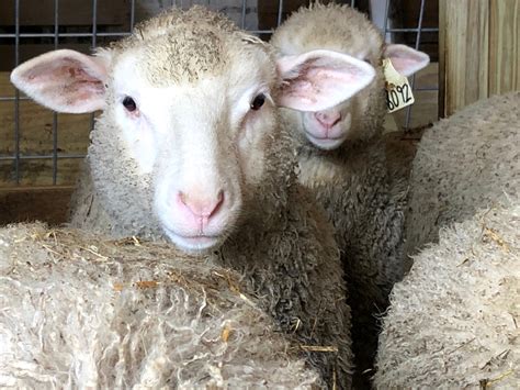 Sheep For Sale — Db Farms