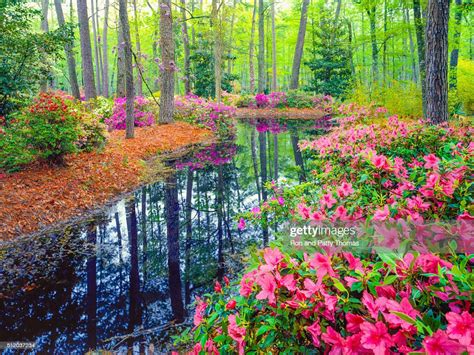 Spring In Southern Woodland Garden High Res Stock Photo Getty Images