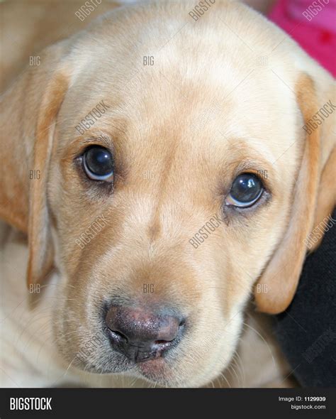Sad Puppy Dog Eyes Image And Photo Bigstock